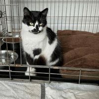 Hera, female cat to adopt