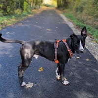 JEIKO, chien à adopter