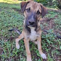 SANJEE, chiot Berger Créole mâle, chien à adopter