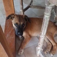 LYRA, chiot femelle berger créole, chienne à adopter