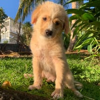 KODA, chien à adopter