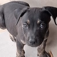 NAMEA, chiot Berger Créole femelle, chienne à adopter