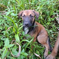 NAMEA, chiot Berger Créole femelle, chienne à adopter
