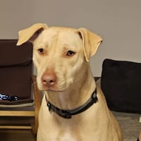 PHOENIX Croisée Labrador Femelle junior, chienne à adopter