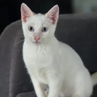 ASTRA, chaton femelle européen, chatte à adopter