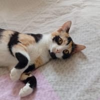PRUNELLE, chat femelle européen junior, chatte à adopter