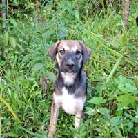 NAMY, chiot berger créole femelle, chienne à adopter