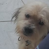 MAYA la petite bichonne, chienne à adopter