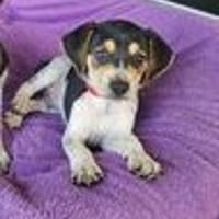 TIAGO le petit beau gosse, chien à adopter