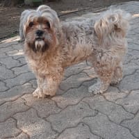 ULYSSE, chien à adopter