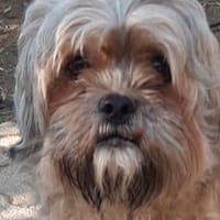 ULYSSE, chien à adopter