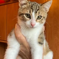 ALADIN, chat à adopter