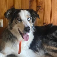 SHOKO, chien à adopter