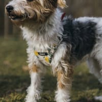 Zoja, suczka do adopcji