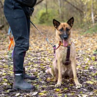 Celinka, suczka do adopcji