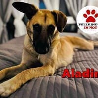 liebevoller Jungrüde Aladin sucht....., Hund zur Adoption