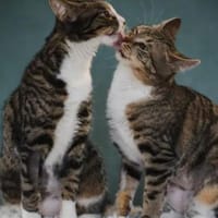 Judy & Zuza ein tolles Dreamteam, Katze zur Adoption