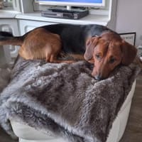 Mika wartet auf sein Körbchen für immer, Hund zur Adoption
