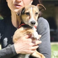 Marsha🧡 zur Pflege in Deutschland, Hündin zur Adoption