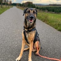 Lucky - ist liebenswert&menschenbezogen., Hund zur Adoption