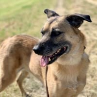 Liebenswerter Buddy, Hund zur Adoption