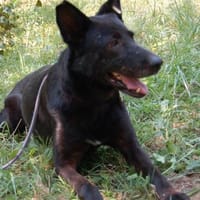 Schäferhündin Garica (Blacky), Hündin zur Adoption