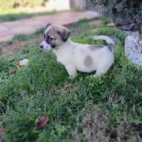 Kai sucht ein Körbchen, Hund zur Adoption