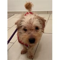 Watson2 - wartet in 91083 Baiersdorf, Hund zur Adoption