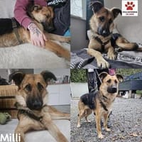 Milli Schäferhund Mischling Hündin, Hündin zur Adoption