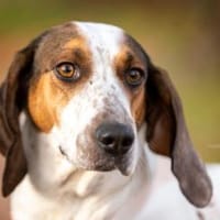 💜Asia - sanfte Hündin in Pflege in D, Hündin zur Adoption