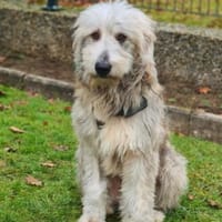Even - sanfter Wuschel-Riese, Hund zur Adoption