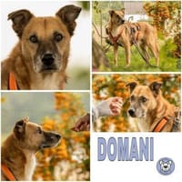 DOMANI -braucht Zeit zum auftauen-, Hund zur Adoption