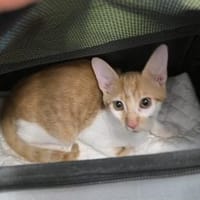 Kleine tapfere Katze Marley / ATAXIE, Katze zur Adoption