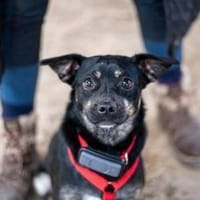 Snuggle - ist selbstbewusst, Hündin zur Adoption