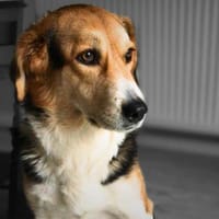 Klara - Familienhündin, Hündin zur Adoption