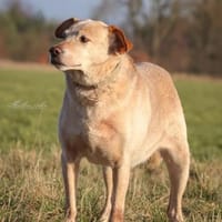 Alfredo  Ein ruhiger Senior sucht ❤, Hund zur Adoption