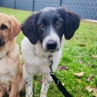 Cesara hott auf eine neue Chance, Hündin zur Adoption