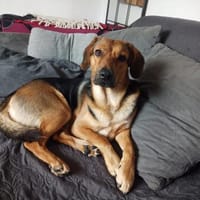 Rocco, Hund zur Adoption