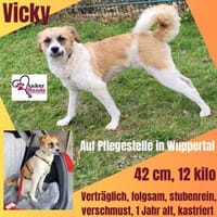 Vicky sucht ihr Für-Immer-Zuhause! 💖🐾, Hündin zur Adoption
