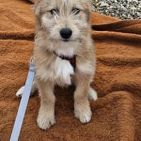 Süßer kleiner Schatz Popeye sucht dich!, Hund zur Adoption