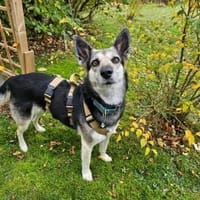 Alle lieben Mila - Zuhause gesucht, Hündin zur Adoption