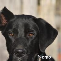 NEMO, Hund zur Adoption