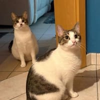 Maple & Sirup aus dem Tierschutz, Katze zur Adoption