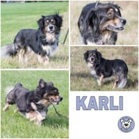 KARLI -menschenbezogene Frohnatur-, Hund zur Adoption
