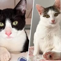 Rocky & Ines..., Kater zur Adoption