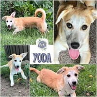 YODA * unkomplizierter Welpenminibub, Hund zur Adoption