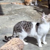 Freundliche, sanfte Katze Praga, Katze zur Adoption