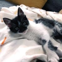 Junger, lieber Kater Leo, Kater zur Adoption