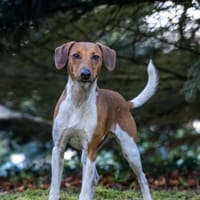 THEO WÜNSCHT SICH SEINE EIGENEN MENSCHEN, Hund zur Adoption