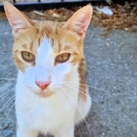 Freundlicher, junger Kater Mäx, Kater zur Adoption